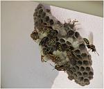 Click image for larger version

Name:	patio umbrella paper wasp nest.JPG
Views:	146
Size:	88.8 KB
ID:	106510