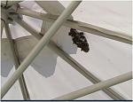 Click image for larger version

Name:	under umbrella wasp nest.JPG
Views:	149
Size:	79.1 KB
ID:	106511
