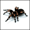 Name:  spider_walk.gif
Views: 245
Size:  14.4 KB