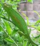 Click image for larger version

Name:	532px-Bradypodion_pumilum_Cape_chameleon_female_IMG_1767_(cropped).jpg
Views:	352
Size:	77.3 KB
ID:	110295