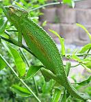 Click image for larger version

Name:	532px-Bradypodion_pumilum_Cape_chameleon_female_IMG_1767_(cropped).jpg
Views:	452
Size:	77.3 KB
ID:	110295