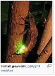 Click image for larger version

Name:	glow worm.JPG
Views:	281
Size:	39.0 KB
ID:	110308