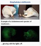 Click image for larger version

Name:	mushroom.JPG
Views:	268
Size:	40.1 KB
ID:	110309