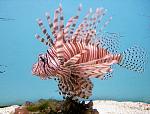 Click image for larger version

Name:	lionfish2.jpg
Views:	221
Size:	177.9 KB
ID:	110334