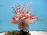 Click image for larger version

Name:	lionfish2.jpg
Views:	279
Size:	177.9 KB
ID:	110334