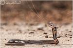 Click image for larger version

Name:	ccc.JPG
Views:	262
Size:	101.1 KB
ID:	110349