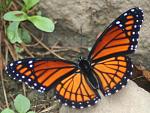 Click image for larger version

Name:	viceroy durham 91405.JPG
Views:	256
Size:	213.8 KB
ID:	110750