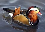 Click image for larger version

Name:	Mandarin.duck.arp.jpg
Views:	338
Size:	678.1 KB
ID:	110957