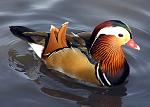 Click image for larger version

Name:	Mandarin.duck.arp.jpg
Views:	428
Size:	678.1 KB
ID:	110957
