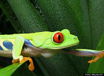 Click image for larger version

Name:	treefrog1.png
Views:	333
Size:	325.5 KB
ID:	111021