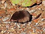 Click image for larger version

Name:	250px-Sorex_minutus.jpg
Views:	379
Size:	19.6 KB
ID:	111089