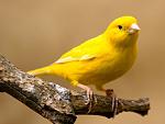 Click image for larger version

Name:	canary-6.jpg
Views:	261
Size:	54.6 KB
ID:	111501