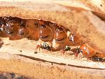 Click image for larger version

Name:	800px-HoneyAnt.jpg
Views:	193
Size:	129.9 KB
ID:	112812