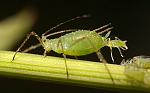 Click image for larger version

Name:	Aphid-giving-birth.jpg
Views:	266
Size:	64.3 KB
ID:	112946