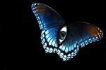 Click image for larger version

Name:	970971-bigthumbnail.jpg
Views:	603
Size:	50.9 KB
ID:	113296