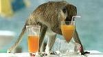 Click image for larger version

Name:	vervet monkey.jpg
Views:	307
Size:	54.2 KB
ID:	113305