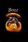 Click image for larger version

Name:	boo-halloween-turtle-rebecca-brittain.jpg
Views:	105
Size:	53.8 KB
ID:	113418