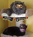 Click image for larger version

Name:	avatarHalloween.jpg
Views:	458
Size:	26.5 KB
ID:	113438