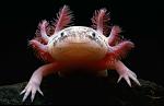 Click image for larger version

Name:	axolotl.jpg
Views:	364
Size:	309.7 KB
ID:	114174