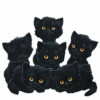 Name:  black_kitties.gif
Views: 171
Size:  8.1 KB