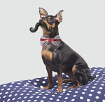 Click image for larger version

Name:	Poirot dog.PNG
Views:	205
Size:	266.5 KB
ID:	116912