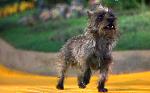Click image for larger version

Name:	Toto.jpg
Views:	127
Size:	51.1 KB
ID:	118775