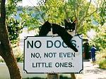 Click image for larger version

Name:	Funny-dog-signs1.jpg
Views:	270
Size:	36.1 KB
ID:	122683