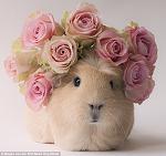 Click image for larger version

Name:	1409050721371_wps_33_booboo_the_guine_pig_inst.jpg
Views:	322
Size:	70.6 KB
ID:	127310