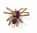 Click image for larger version

Name:	Gazebo Spider 01 09-06-2014 PS.jpg
Views:	456
Size:	96.8 KB
ID:	127950