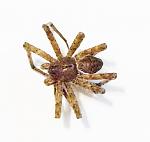 Click image for larger version

Name:	Gazebo Spider 02 09-06-2914 PS.jpg
Views:	409
Size:	138.7 KB
ID:	127951