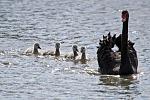 Click image for larger version

Name:	Black Swan and cygnets, Mill Park Lakes.jpg
Views:	415
Size:	64.5 KB
ID:	128663