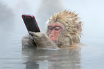 Click image for larger version

Name:	snow monkey .png
Views:	219
Size:	764.4 KB
ID:	133988
