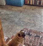 Click image for larger version

Name:	ImageUploadedByTapatalk1439489363.943988.jpg
Views:	176
Size:	337.8 KB
ID:	140995