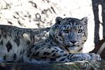 Click image for larger version

Name:	Snow Leopard, Melbourne Zoo.jpg
Views:	260
Size:	80.4 KB
ID:	161189
