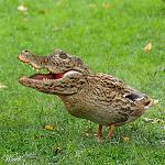 Click image for larger version

Name:	Crocoduck.jpg
Views:	93
Size:	56.6 KB
ID:	162717