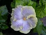 Click image for larger version

Name:	Hibscus #1 small.JPG
Views:	319
Size:	8.7 KB
ID:	16522