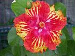 Click image for larger version

Name:	Hibiscus #2 small.JPG
Views:	344
Size:	10.1 KB
ID:	16526
