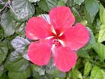 Click image for larger version

Name:	Hibiscus #3 small.JPG
Views:	329
Size:	10.4 KB
ID:	16527