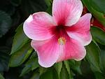 Click image for larger version

Name:	Hibscus #4 small.JPG
Views:	294
Size:	8.0 KB
ID:	16528