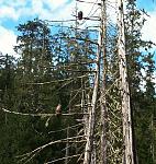 Click image for larger version

Name:	eagles.jpg
Views:	47
Size:	514.4 KB
ID:	165671