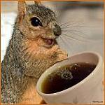 Click image for larger version

Name:	Coffee Squirrel - jpeg.JPG
Views:	342
Size:	7.0 KB
ID:	16813