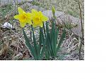 Click image for larger version

Name:	Daffodils 2-5-19.JPG
Views:	139
Size:	195.2 KB
ID:	169513