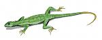 Click image for larger version

Name:	Petrolacosaurus_BW.jpg
Views:	221
Size:	19.9 KB
ID:	171350