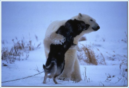 Name:  polar bear.bmp
Views: 496
Size:  356.7 KB