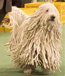 Click image for larger version

Name:	komondor.jpg
Views:	214
Size:	45.7 KB
ID:	17560