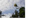 Click image for larger version

Name:	Sun Rose For MR.JPG
Views:	187
Size:	4.9 KB
ID:	17586