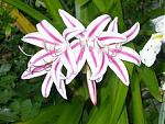 Click image for larger version

Name:	Criniums for MR.JPG
Views:	175
Size:	12.3 KB
ID:	17587