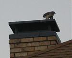 Click image for larger version

Name:	Hawk on Roof.JPG
Views:	304
Size:	28.6 KB
ID:	17600