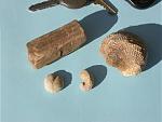 Click image for larger version

Name:	Fossil wood - Sea Urchin - 2 Oyster Types.JPG
Views:	269
Size:	6.2 KB
ID:	18144