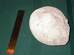 Click image for larger version

Name:	Natilus - Upper Cretaceous.JPG
Views:	260
Size:	7.5 KB
ID:	18146